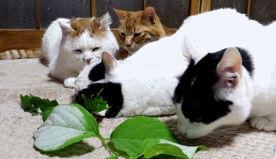 啊哈哈 这样子猫叔都看不下去了