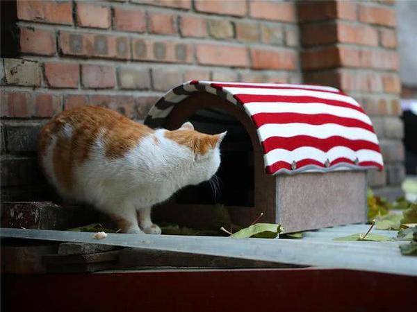 铲屎官为帮助流浪猫们,尽力搭建数百个移动猫窝,深受猫咪喜爱