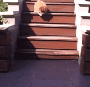 心疼这些用脸刹车的汪星人 - 360娱乐,你开心就好