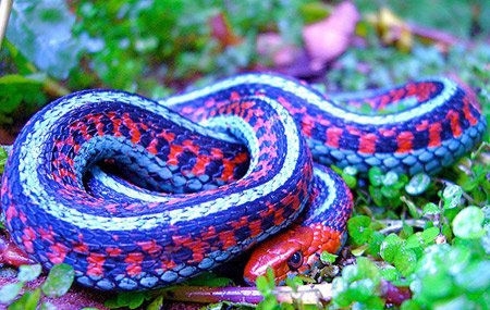 盘点全球十大最漂亮的宠物蛇第三个小的过分啊