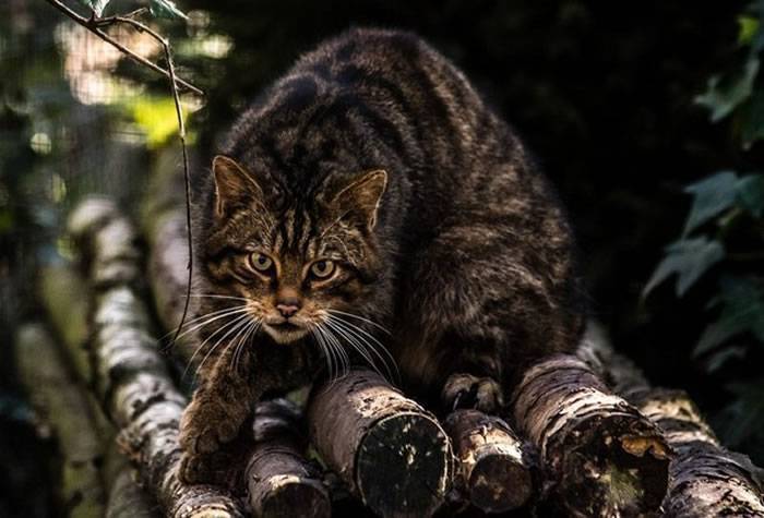 捡到2只小野猫没想到世界上仅剩35只