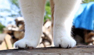 猫叔的萌脚 尾巴还一摇一摇的