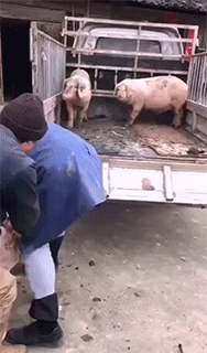 搞笑gif:哈士奇独自一天呆在家,真想下去买个萝卜把你