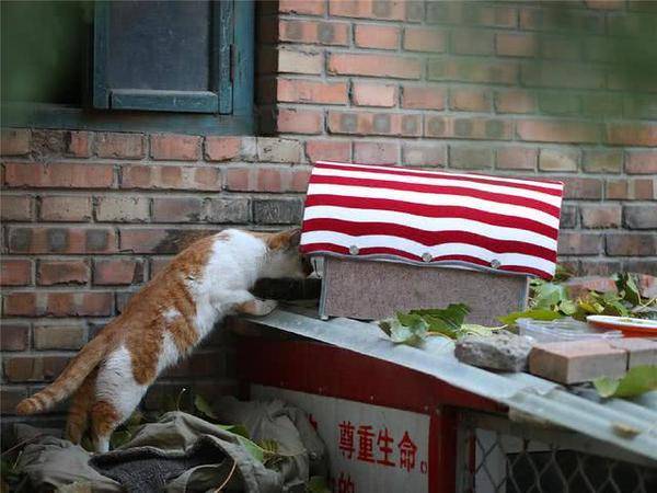 铲屎官为帮助流浪猫们尽力搭建数百个移动猫窝深受猫咪喜爱