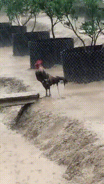 搞笑gif图:这样的老婆,哪位大哥舍得留她一个人在家啊