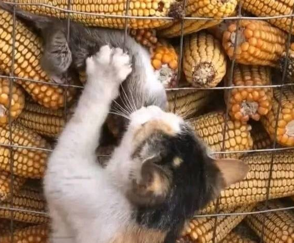 老鼠想吃玉米,被猫咪发现了,老鼠还没开吃,下一秒崩溃