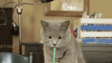 搞笑gif:看什么呢,没看过猫喝饮料吗