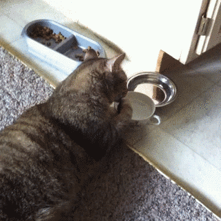 喵星人的日子过得还挺优雅的嘛,喝个水都要慢慢的舔,我看了五分钟