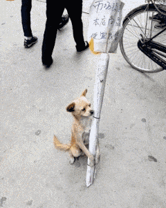 搞笑gif: 老板太坑了,连你都出来促销了
