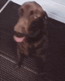 壁纸 动物 狗 狗狗 226_282 gif 动态图 动图