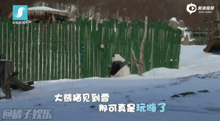 雪地:我不要面子的啊(.)ノ