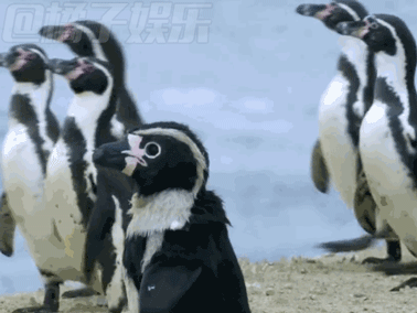 高能!当隐藏摄像机遇上这群蠢萌的qq