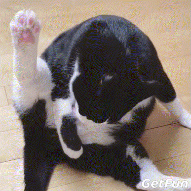 这里有一只喜欢躺在铲屎官手臂里睡觉的奶牛猫