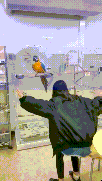 鹦鹉:今天来了一个傻子,那就陪她玩玩