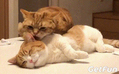 这两只橘色小短腿猫咪的日常总有一种复制粘贴的呆萌感