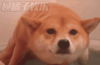 【gif】盘点那些游泳界的小萌(chun)狗!