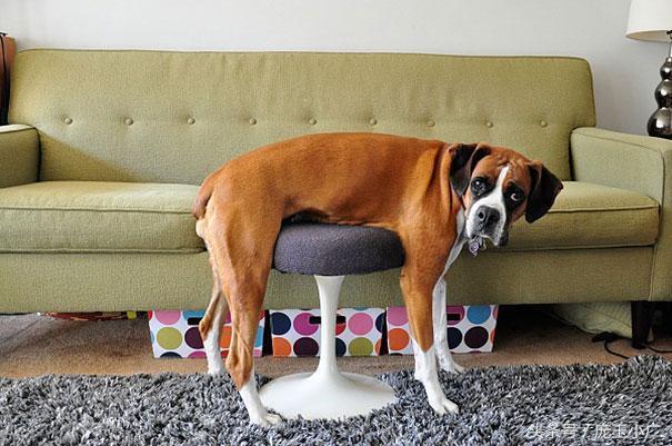 动物显然是不会使用家具的！搞笑
