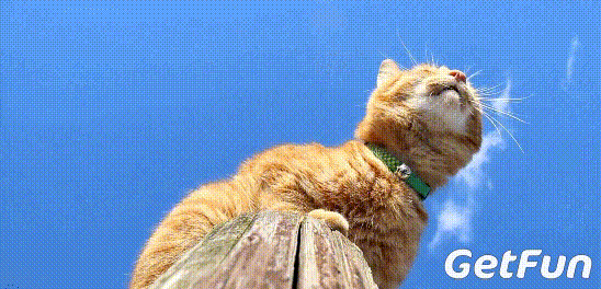 喵喵简直可爱到犯规有人喜欢花儿,是因为它漂亮.