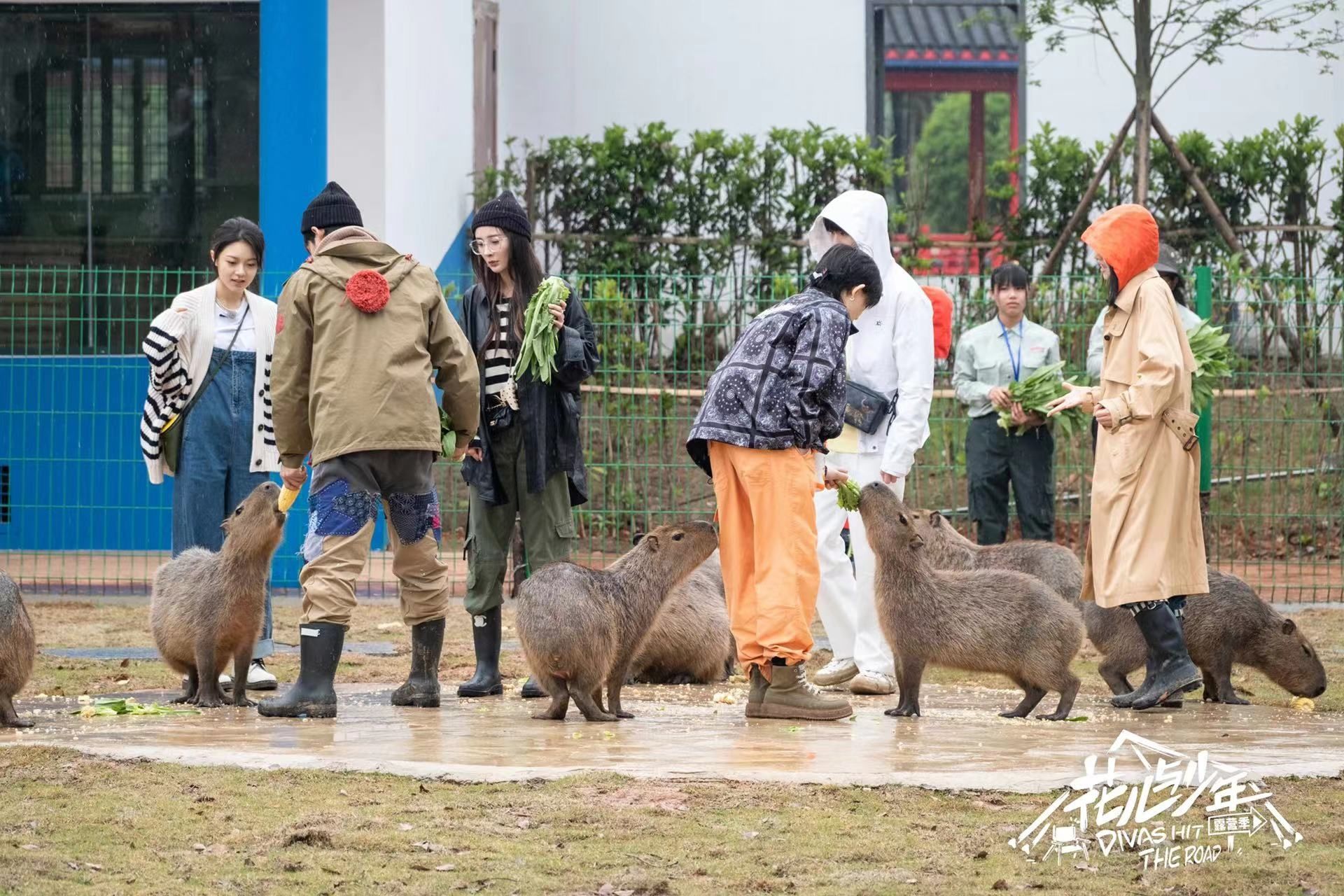 “绝不刻意制造冲突”，《花儿与少年》第四季总导演正面回应剪辑争议