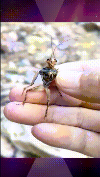 壁纸 昆虫 桌面 204_360 gif 动态图 动图