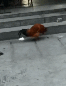 搞笑gif: 今天是狗子最惨淡的一天吧, 大鹅真的好厉害