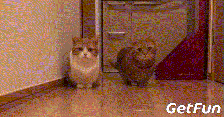 这两只橘色小短腿猫咪的日常，总有一种复制粘贴的呆萌感