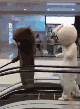 搞笑gif动图:难道我只能跳楼了吗?