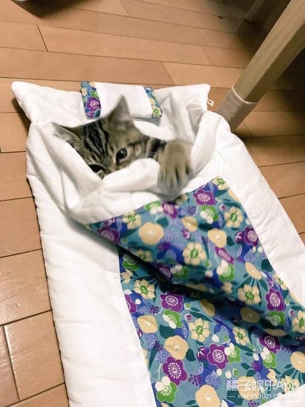 会用猫被子的喵太萌了吧