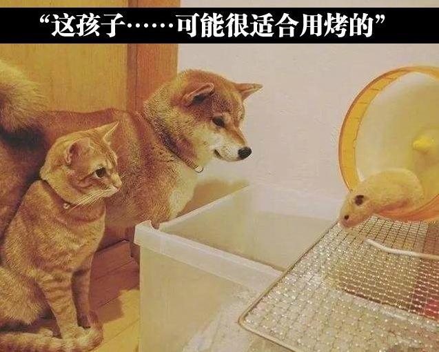 搞笑囧图:决战紫喵之巅,打出了武林争霸的意境