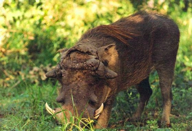 狮子跳到河里猎杀疣猪,没想到疣猪比老虎都凶猛!(3)