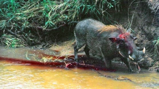 狮子跳到河里猎杀疣猪,没想到疣猪比老虎都凶猛!(2)