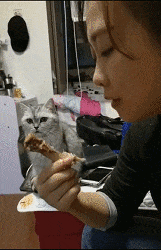 搞笑gif:看你把猫训的吧!都那么害怕你! - 360娱乐,你