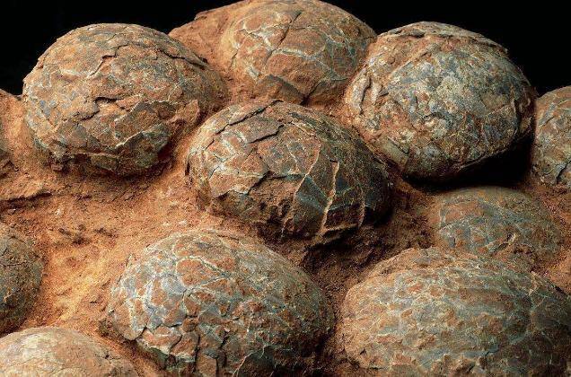 什么是化石呢?有一种恐龙蛋看似是化石,