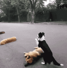 【4】狗狗是在练习百米跨栏吗?