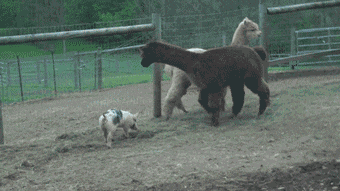 搞笑gif: 神兽也怕猪一样的队友