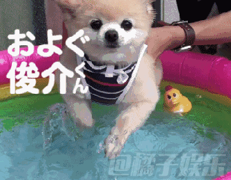 壁纸 动物 狗 狗狗 332_259 gif 动态图 动图