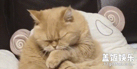 要更努力赚小鱼干了 啊哈哈 咦,橘猫是什么品种的喵咪呢!