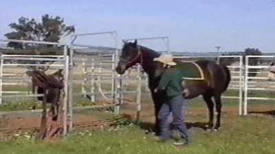 壁纸 动物 狗 狗狗 马 骑马 400_225 gif 动态图 动图