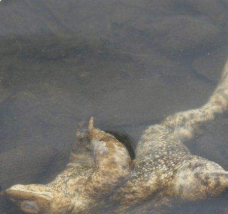 地球上10大最古怪的动物猝死之谜, 科学也无法解释的现象.