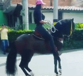 搞笑gif:这马儿也太萌了吧,走碎步哦!