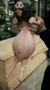 搞笑gif: 背着我偷偷吃了一个气球,肚子鼓的都快飞起来了