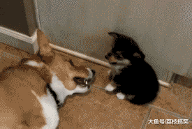 搞笑gif67这事会造成它的心理阴影的