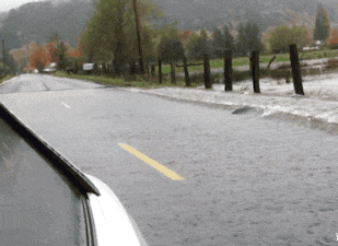 搞笑动态图gif: 村长家的宠物气质都不一样