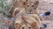 搞笑GIF：狗不嫌家穷，人类最忠实的朋友