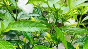 这花优秀无缺点，却因怪名少人养？快来认识一下！