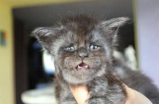 这只猫长得非常像人