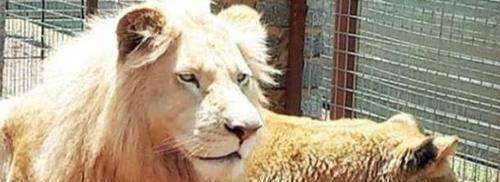 政府拍卖罕见白狮遭25万人抗议，或被私人买下当玩物猎杀 - 360娱乐