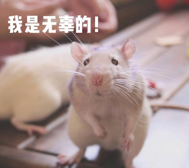 搞笑段子梦里寻她千百度都怪嘴贱拦不住