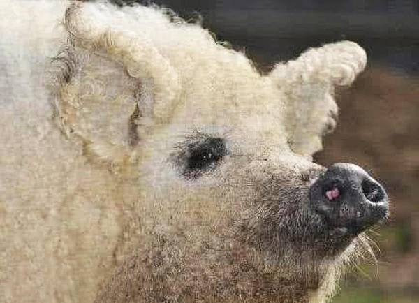 牛世界精猪　 世界上最贵的猪，1斤猪肉竟高达1千元，比顶级神户牛肉还贵- 360娱乐