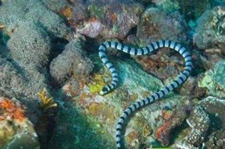 世界上最毒的生物 蛇类只有一种上榜 被咬一口分分钟见阎王爷 360娱乐 世界上最毒的生物 蛇类只有一种上榜 被咬一口分分钟见阎王爷 360娱乐